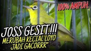 Masteran Kecial Kuning JOSS GESIT‼️Ampuh Rubah Kecial LOYO Jadi GACORR