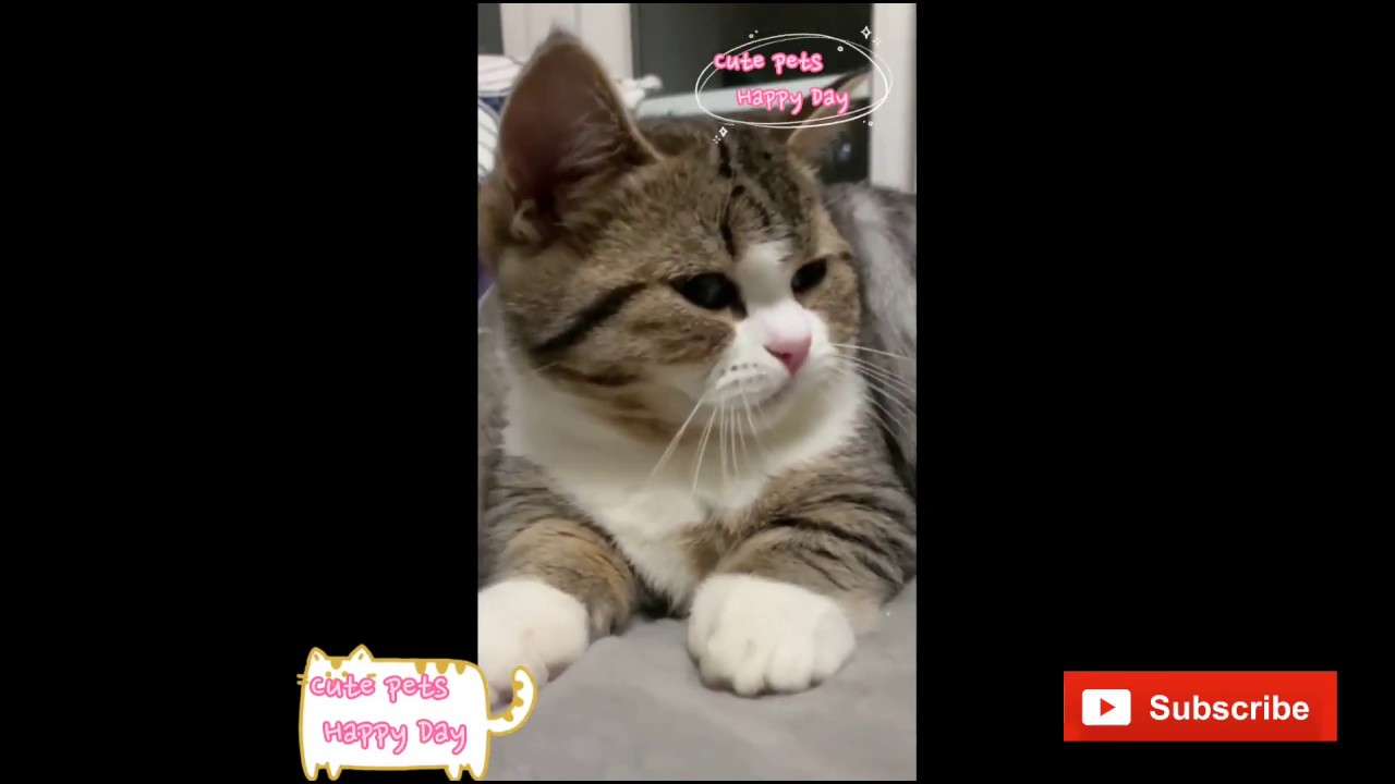 Cute cat eating pudding funny cats jumping to the ceiling YouTube