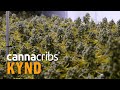 Deep Water Culture at Scale - Growing Cannabis at KYND, Reno, Nevada