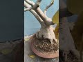 Wake-up season begins🌿 #adenium #spring #garden #like #viral #trending #fyp #shorts #subscribe