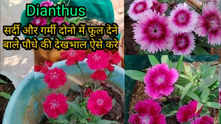 How to grow dianthus from cutting/how to get more ...