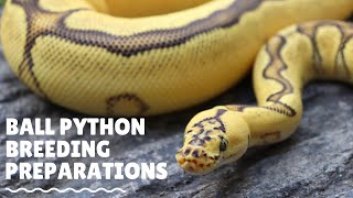 Ball Python Breeding Preparations