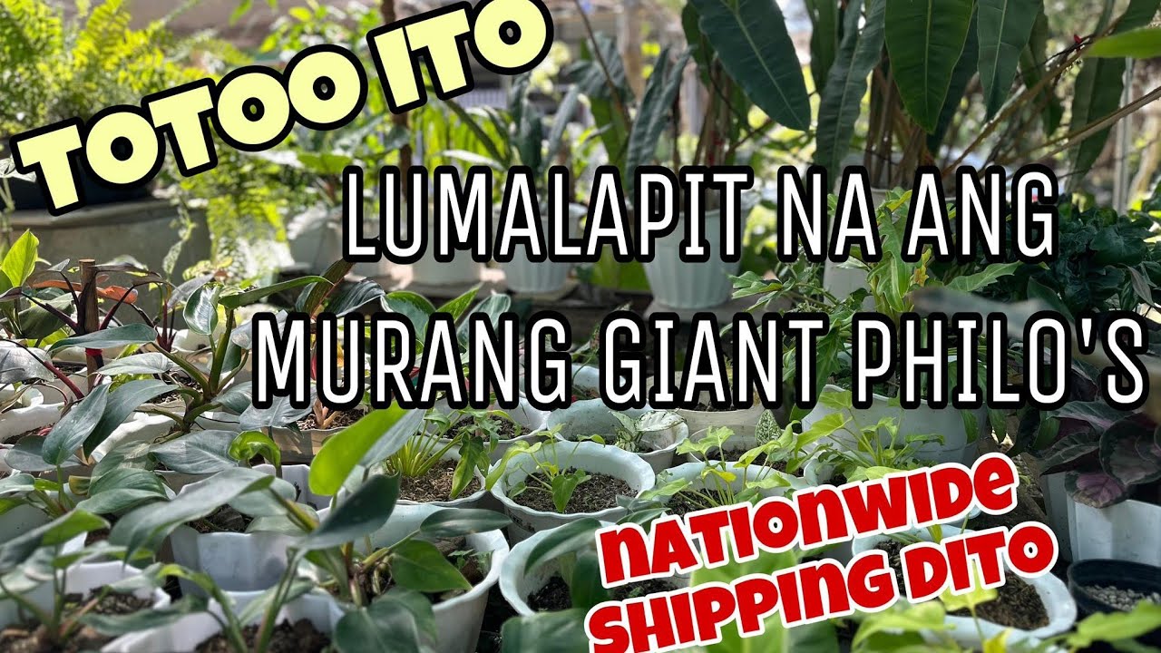 LUMALAPIT NA ANG GIANT PHILO'S!!!