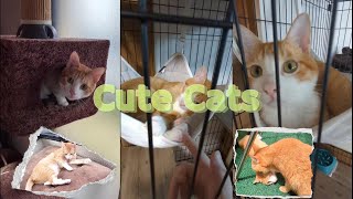 Cat Cute ❤ Cat Videos Cats Vlog