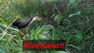 jebak ruak ruak ,dapat lawan ganas !! .
