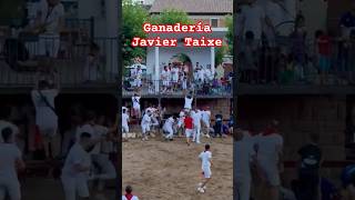 Cogida De Vaca Tras Saltar El Burladero En Plaza 🐂 Los Arcos !!! #24 #vacas #toros #navarra #taixe