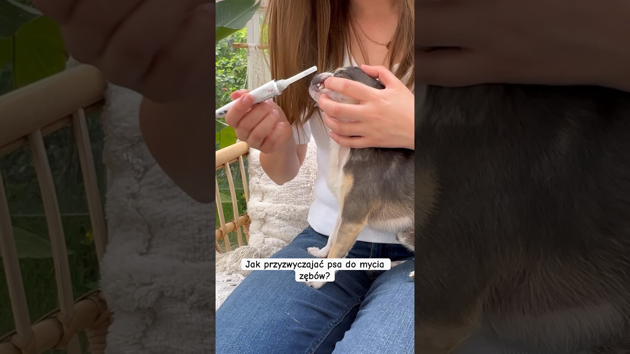 Jak przyzwyczajać psa do mycia zębów?