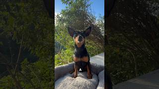 Did you know that difference #dogshorts #miniaturepinscher #funny #minpin #pets #funnydogsvideos