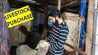 How to purchase livestock| Sheep farming in kashmir|  #highbreed
