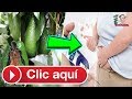 Hojas de Aguacate hervidas Para la Salud