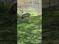 sheep and lamb walking about eating grass and resting toronto canada may 2026
