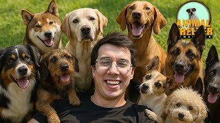 видео: СЧАСТЛИВЫЕ ЛАПКИ 📦 Animal Shelter Simulator #1 картинка: СЧАСТЛИВЫЕ ЛАПКИ 📦 Animal Shelter Simulator #1