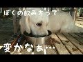 お水の飲み方がちょっと変わってる英国ゴールデンレトリバーギンちゃん(1歳)