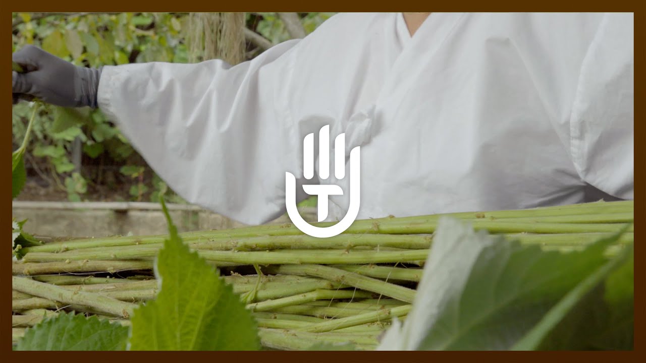 Хансанмоси #1 Сбор урожая растения рами и производство Тхэмоси #ASMR #Расслабление #Удовлетворение