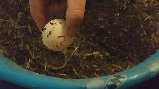 Excavating Redfoot Tortoise Eggs