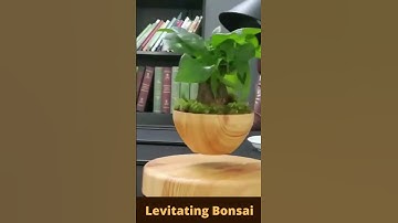 Levitating Bonsai#Shorts