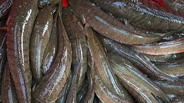 đẩy côn bắt cá mùa nước nổi ở miền tây, trúng ổ cá rồi nôm liên tục