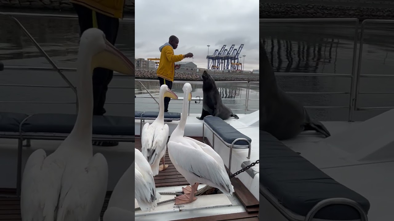 Sealion and Pelican Birds on Board a Boat Getting Some Treats - YouTube