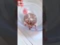 يا ليلي الصيف 