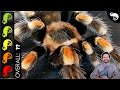 Mexican Redknee Tarantula, The Best Pet Spider? How To Breed Tarantulas W/out Anybody Getting Eaten