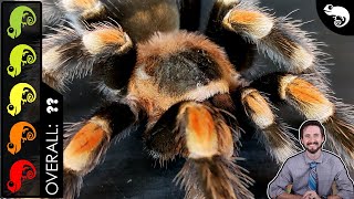 Mexican Redknee Tarantula, The Best Pet Spider? How To Breed Tarantulas W/out Anybody Getting Eaten