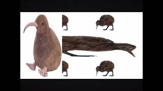 Kiwi fast (kiwi bird dances)