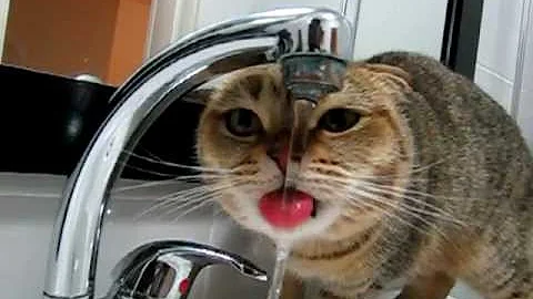 Watch the video about My scottish fold cat drinks water from the tap