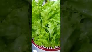 daun selada