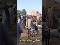 Citizens & Traders Appreciate Eid Arrangements at Chiniot Cattle Market 🐄🌙