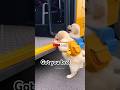 These Puppies Faced Their Biggest Fear…❤️ #shorts #wholesome