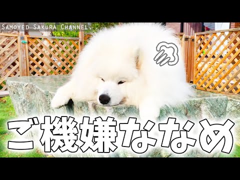 パパが出掛けて不機嫌になるサモエドさくら