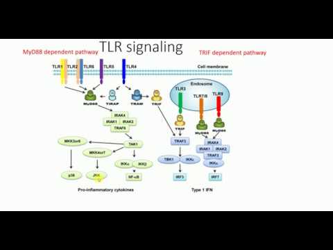 Video: Toll-like Receptory 2, 4 A 7, Interferón Gama A Interleukín 10 A Naprogramované Transkripty Ligandu 1 V Koži Od Psov Rôznych Klinických štádií Leishmaniózy