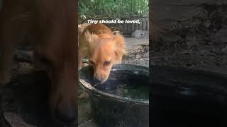 Dog found tied up with NO WATER in the heat Dog found tied up with NO WATER in the heat