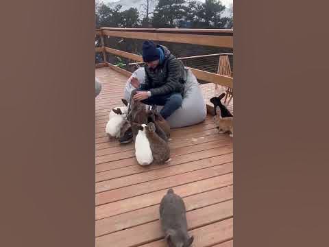 Команда кроликов #животные #кролики #animals #travel #путешествия - YouTube