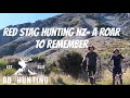Red stag hunting nz a roar to remember