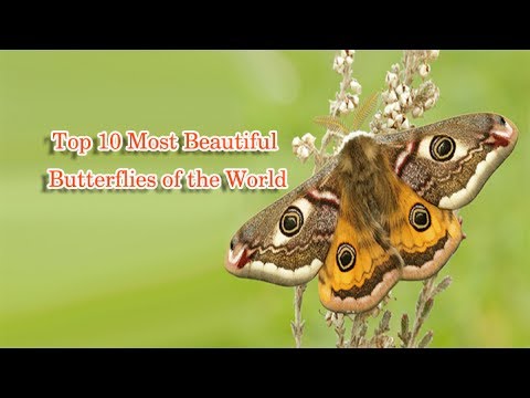 Top 10 Most
