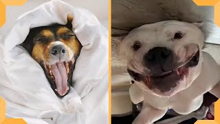 Funny Dog Compilation Video 2020 | Try Not To Laugh | Funniest Cats and Dogs by Funniest Cats and Dogs 364 views 4 years ago 5 minutes, 6 seconds