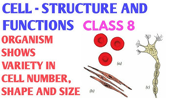Organisms show variety in cell number shape and size class 8 | Variety in number of cells