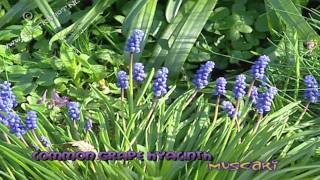 muscari - common grape hyacinth - blauwe druifjes Broadcast format available at: http://www.stockshot.nl/  - blauwe druifjes - Blaukraaltsje - Muscari en grappe -  common grape hyacinth - Almindelig Perlehyacint - Kleine Traubenhyazinthe - jacinto de la uva - jacinto ramoso - Szafirek drobnokwiatowy - Pärlhyacint
Muscari (blauwe druifjes/druifhyacinten) bloeien vroeg in de lente. Blauwe druifjes (muscari botryoides) komen oorspronkelijk uit het Middellandse Zeegebied en uit Klein-Azië. In de warmere gedeeltes van Midden-Europa groeien ze tussen de boomgaarden en wijngaarden. 
Sinds de middeleeuwen zie je deze plant ook in Nederland. Blauwe druifjes werden als sierplant gepoot bij landgoederen, kastelen of kloosters. Dat noemt men stinzenplanten. 
Blauwe druifjes worden inmiddels veel gekweekt, net zoals de langbladige druifhyacint (Muscari armeniacum).