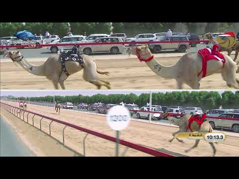 ختامي المرموم حول وزمول للشيوخ 12 4 2021 م ش4 عجايب لـ هجن العاصفة غي اث الهلالي 12 00 9