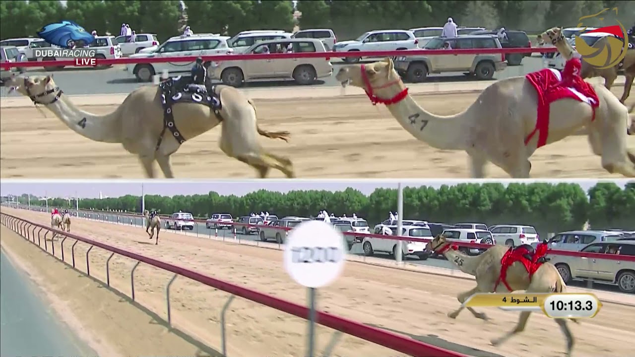 ختامي المرموم - حول وزمول للشيوخ 12-4-2021 م ش4 عجايب لـ هجن العاصفة - غيّاث الهلالي 12:00:9