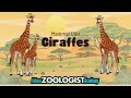 Giraffe Learning Quiz