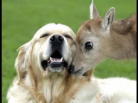 Incroyable improbables amitiés animaux Compilation [VIDEO 