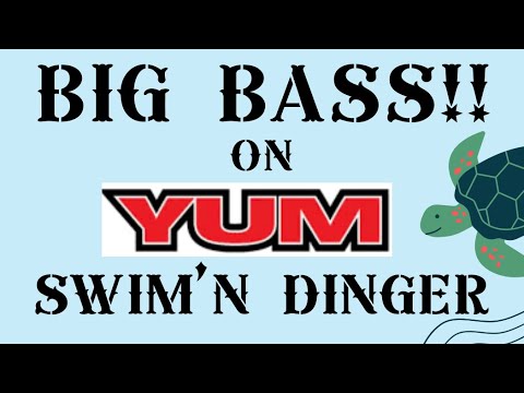 BIG BASS on YUM SWIM'N DINGER! 