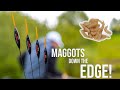 Maggots Down The Edge | Weston Pools Fishery