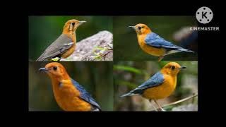 Tiếng Chim Hoét Lửa Gọi Bầy