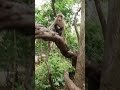 Wildlife monkeys 🐒😘😍🐒 #Shorts #ViralVideo #Trending #CuteAnimals #wildlife #MonkeyShorts