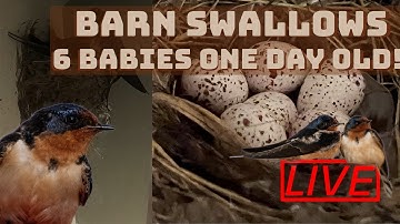Barn Swallows Nest One Day Old Babies
