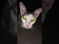 #day9#trending#shorts#catlover#cat#song