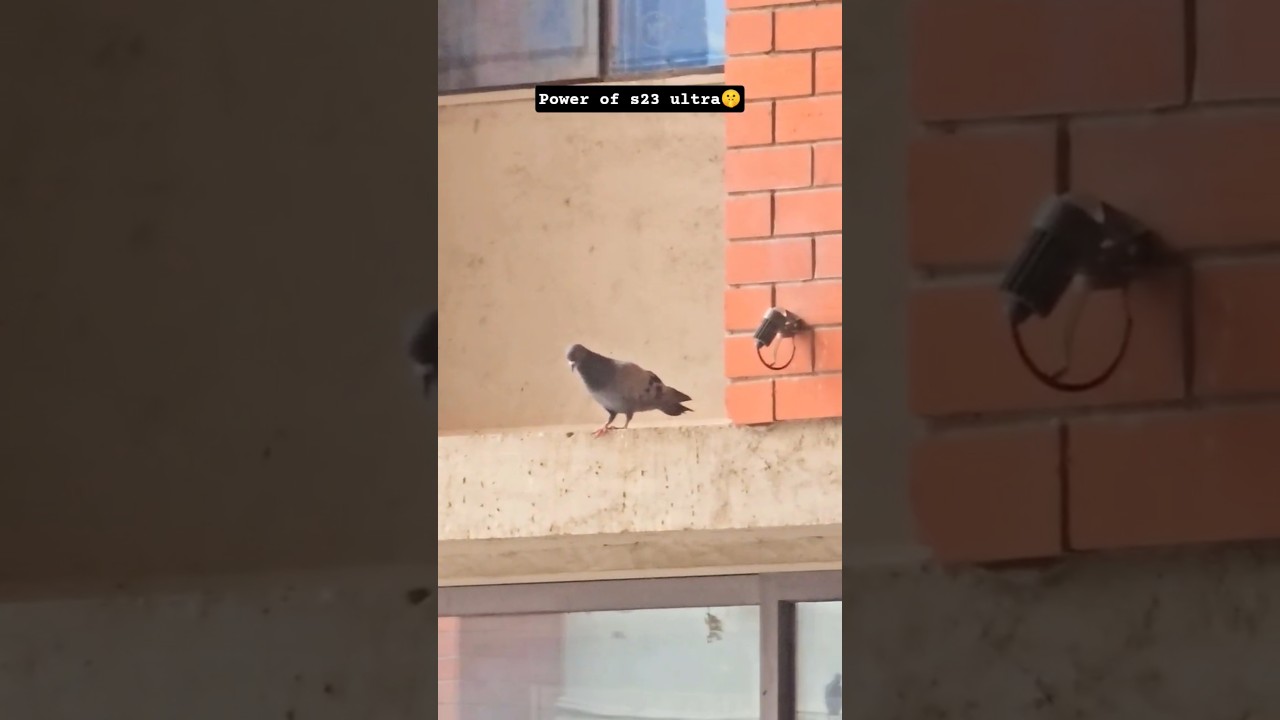 Bird 20X ZOOM in Samsung S23 Ultra 